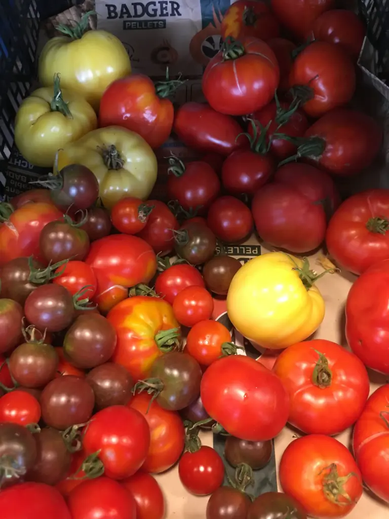 Tomates anciennes mix au kg 