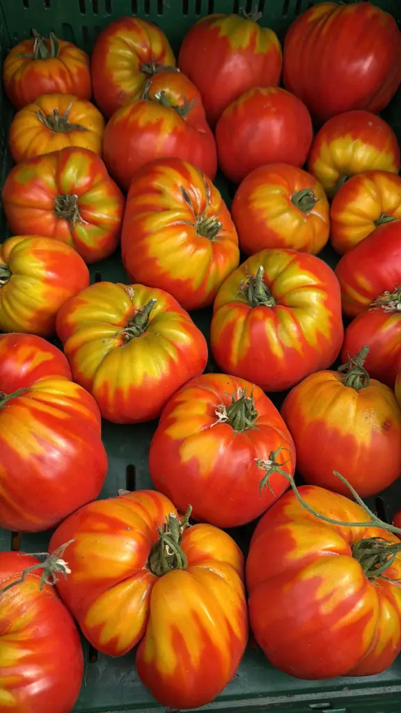 Tomates coeur de boeuf au kg 